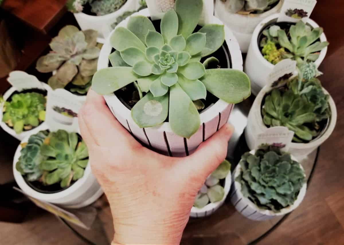 how to save an overwatered succulent