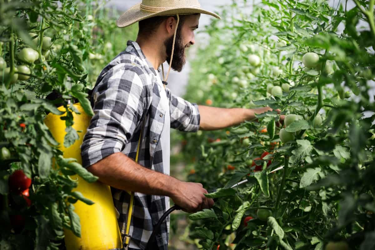 spraying tomato plant in greenhouse