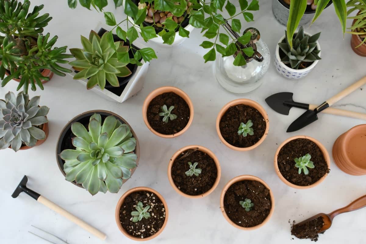 revive a dying succulent