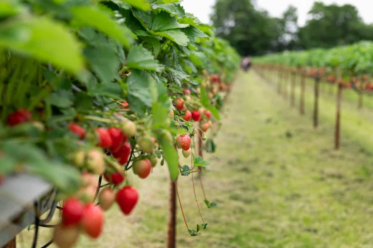 Strawberry Farming