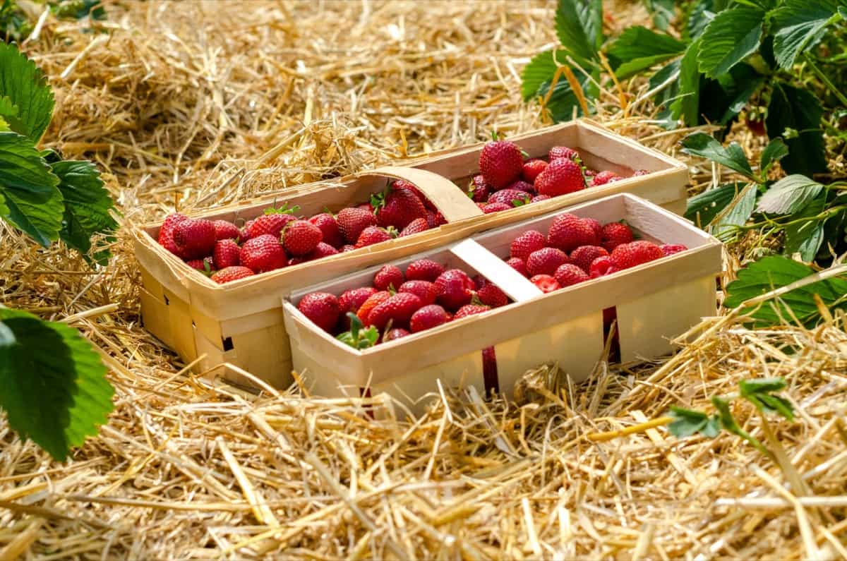 Freshly Harvested Strawberries