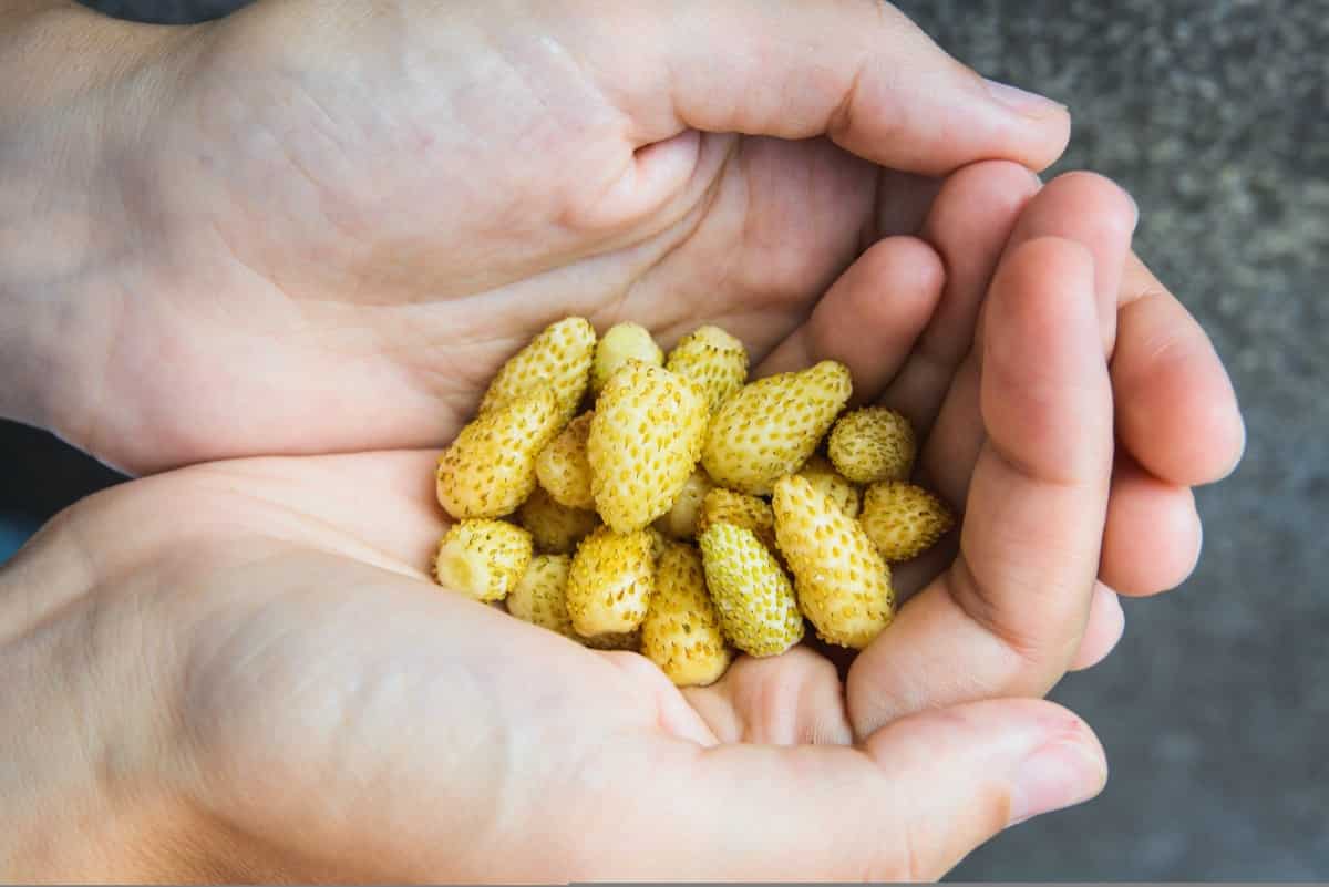 Alpine Yellow Wonder Strawberry