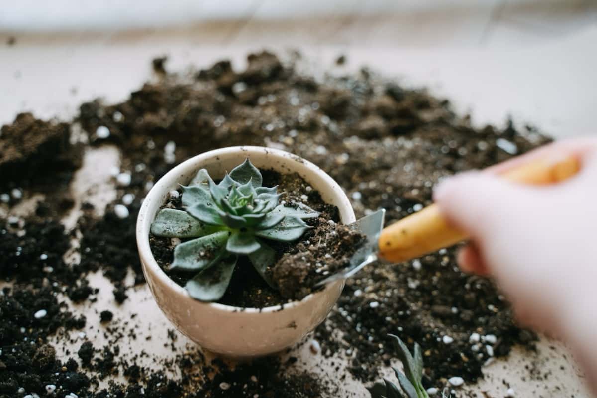 Ultimate Guide to Using Epsom Salt for Potted Plants Tips, Dosage, and