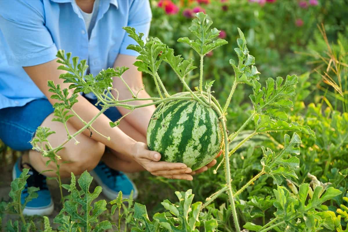 watermelon berry in the home garden