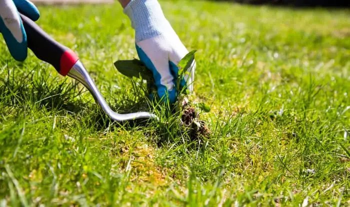 Help My Lawn Is Nothing But Weeds [Problem Solved]