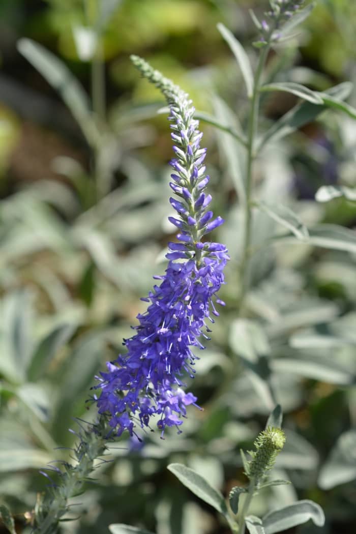 15 Weeds With Blue Flowers [EASY IDENTIFICATION]