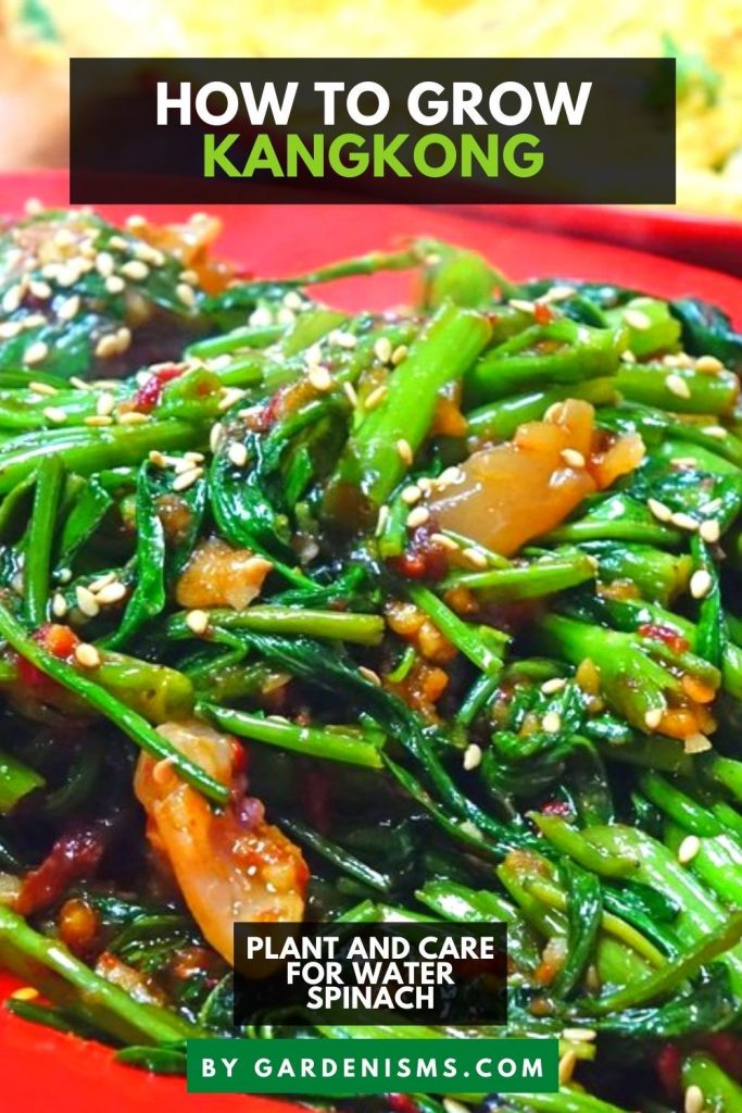 How to Grow and Care for Kangkong (Chinese Water Spinach) Gardenisms