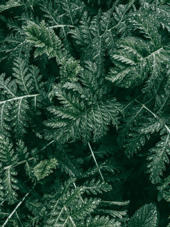 How to Overwinter Boston Fern Guide) Gardenisms