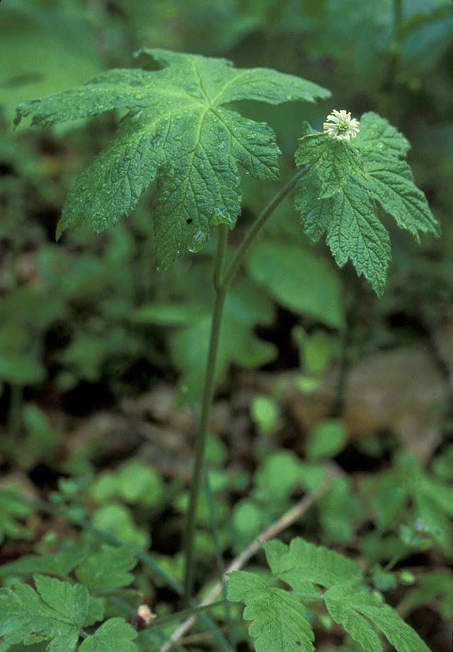 How to Grow Goldenseal Care Guide) Gardenisms