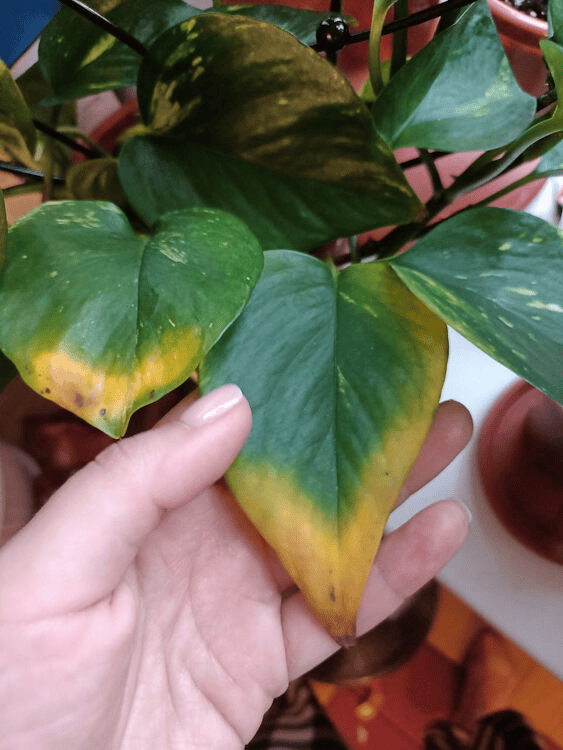 The Ultimate Guide to Pothos Leaves Turning Yellow Causes and
