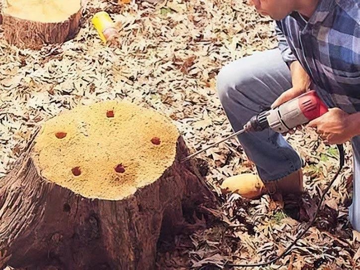 How To Dig Out A Tree Stump 5 Best Methods Garden Junkie