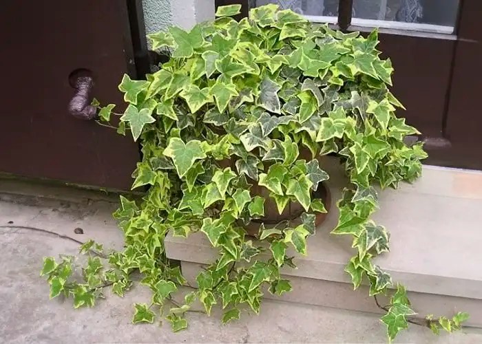 Top 16 Great Evergreen Trailing Plants For Hanging Baskets Garden Junkie