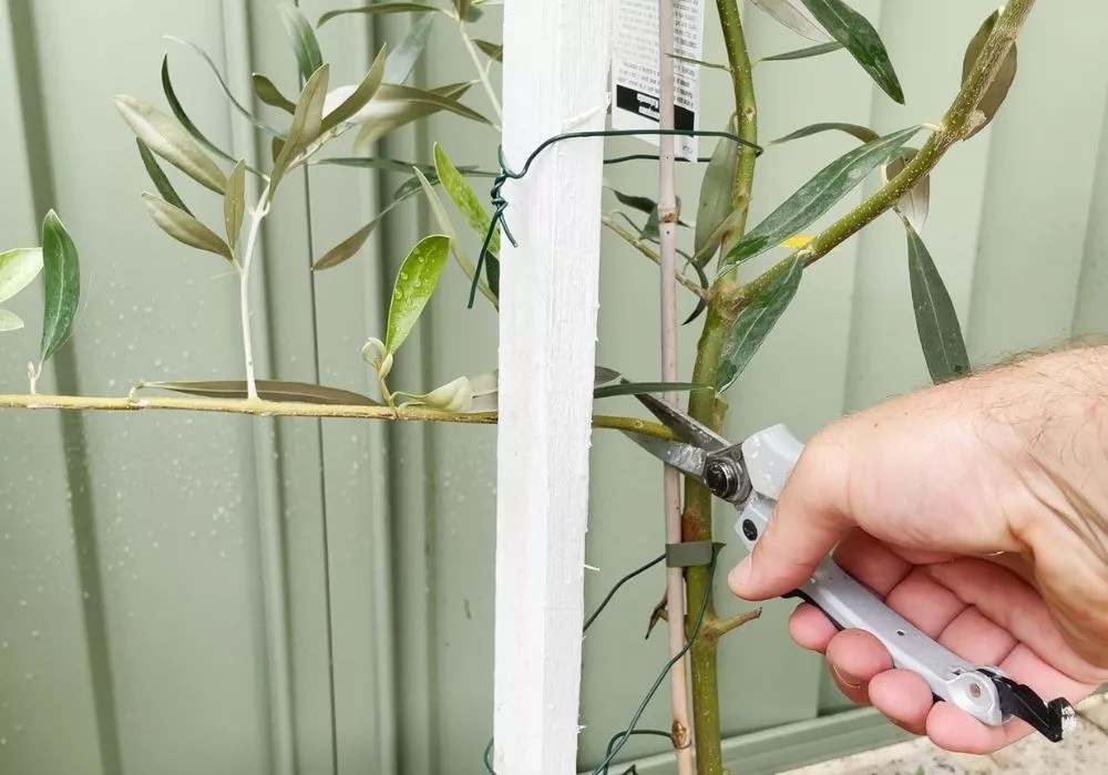 How To Propagate Olive Trees 3 Methods (picture + video) Garden Knocks