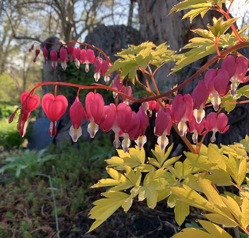 I Love Dicentra spectabilis ‘Gold Heart’ aka golden leaf bleeding heart
