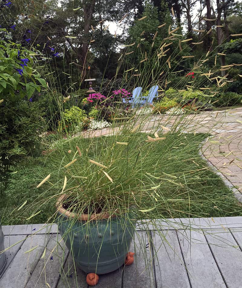 I Love Bouteloua gracilis ‘Blonde Ambition’ aka blue grama