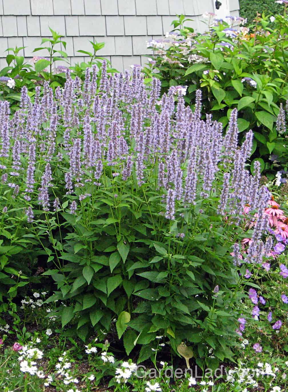 Agastache 'Blue Fortune'