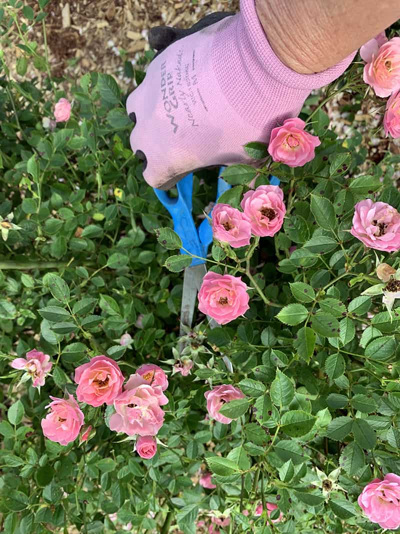 I Love The Oso Easy Petit Pink Rose