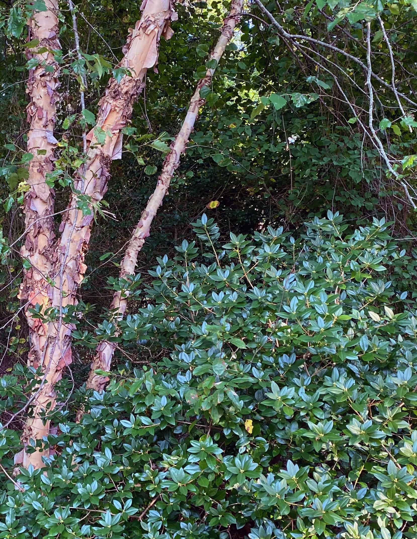 I Love Betula nigra ‘Cully’ Heritage river birch