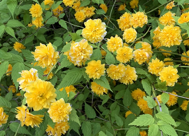 Kerria japonica aka Japanese Kerria