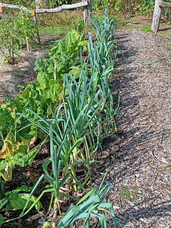 I Love King Richard Leeks