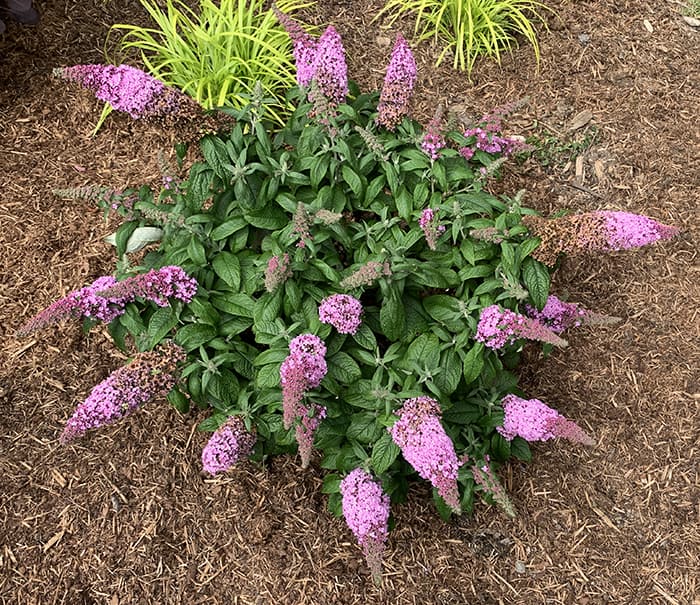 I Love Pugster Dwarf Butterfly Bush