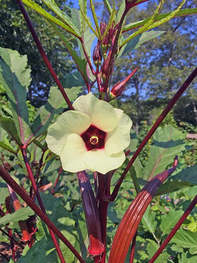 Okra Flower Edible