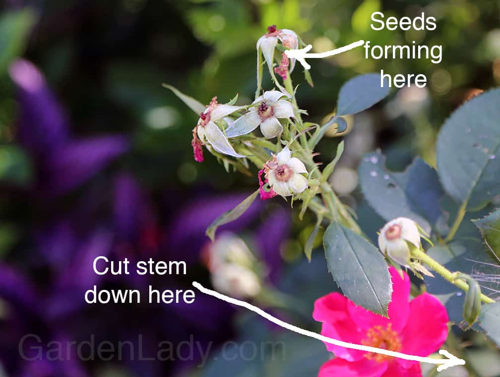What is Deadheading?