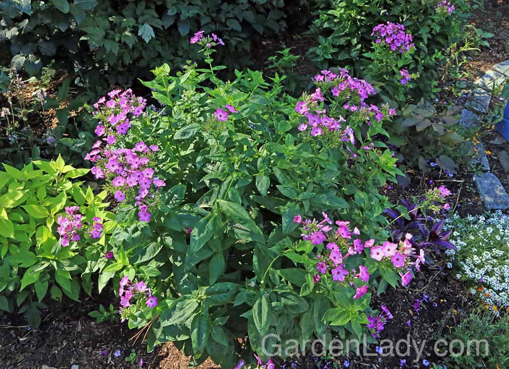 What is Deadheading? And How Do I Do It?