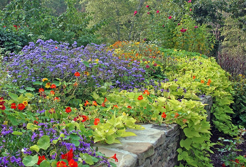 Can You Cut And Replant Sweet Potato Vine