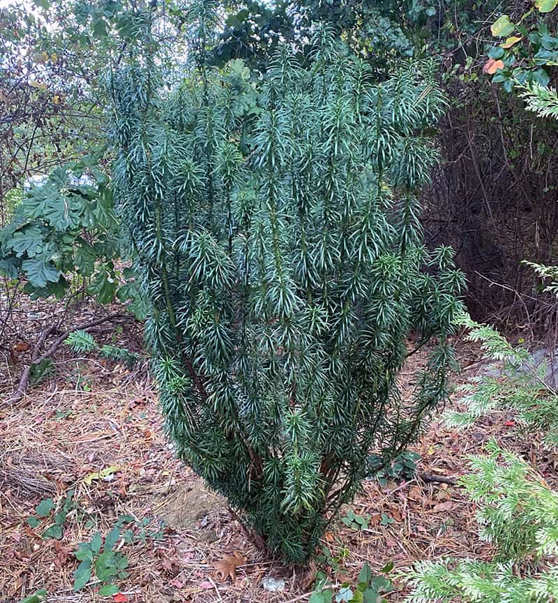 I Love Cephalotaxus harringtonia ???Fastigiata??? aka upright Japanese Plum