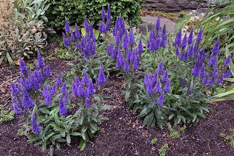I Love Veronica spicata Royal Candles aka Royal Candles speedwell