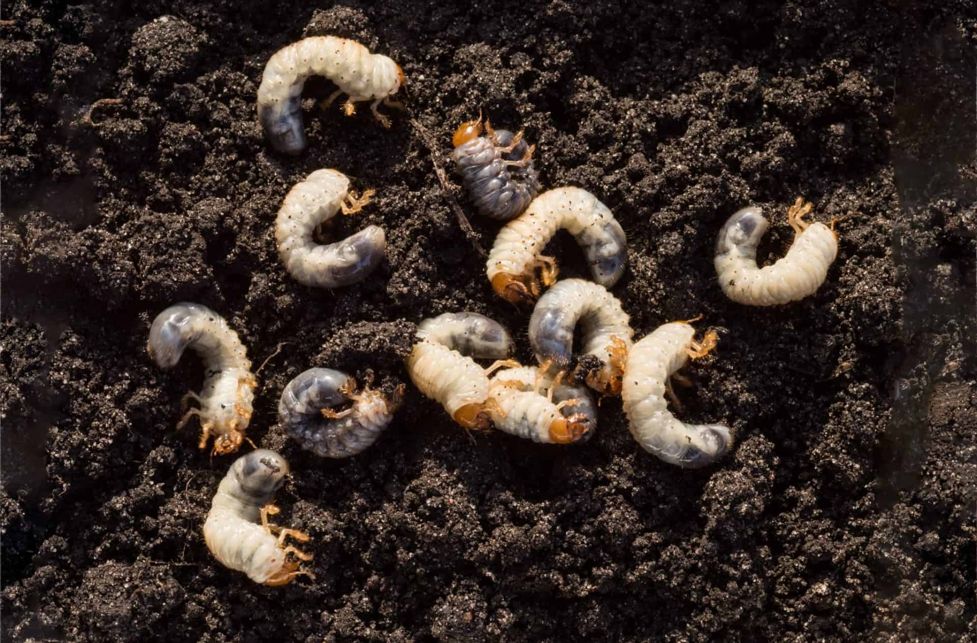 Chafer Grubs