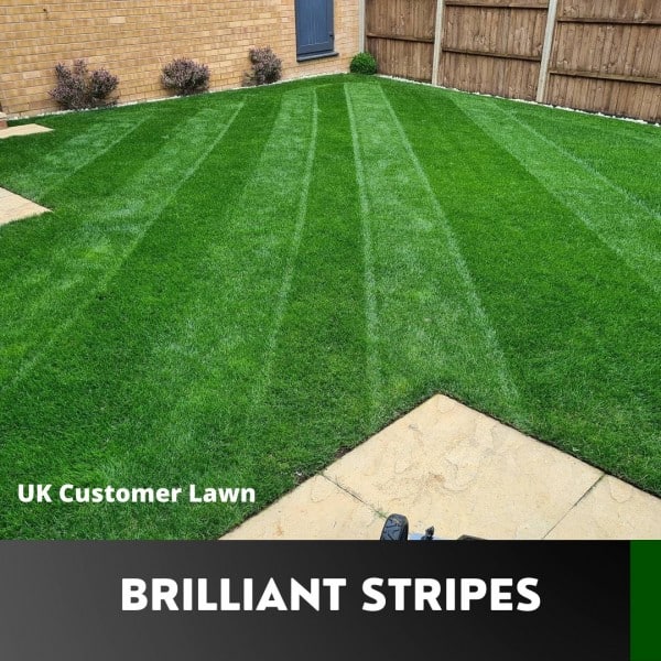 best seed for stripes Garden Lawncare Guy