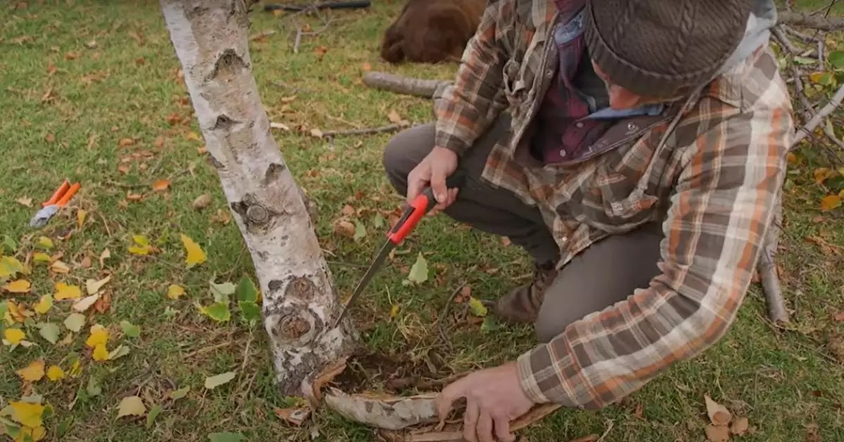 Common Whitespire Birch Tree Problems And Solutions Guide Garden Leafy