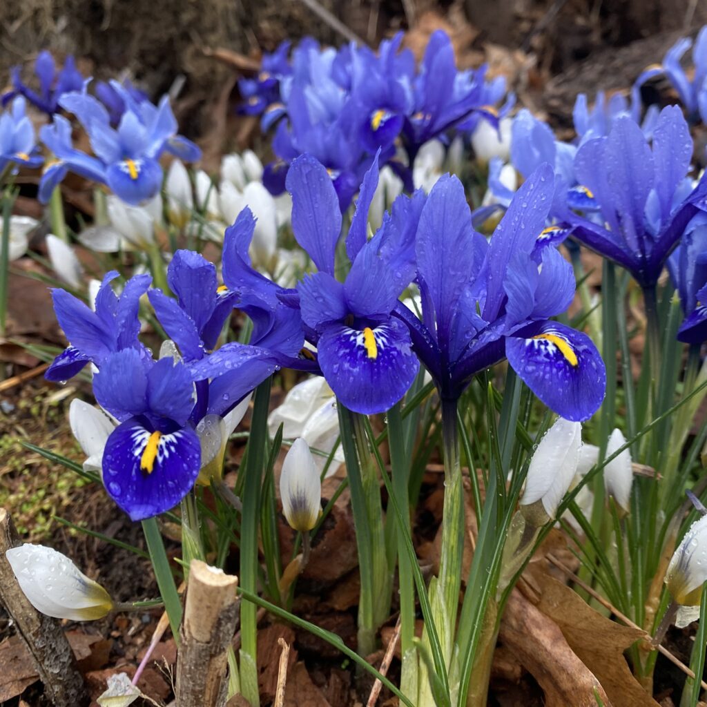 Gardenlore's Irises in 2023 Gardenlore