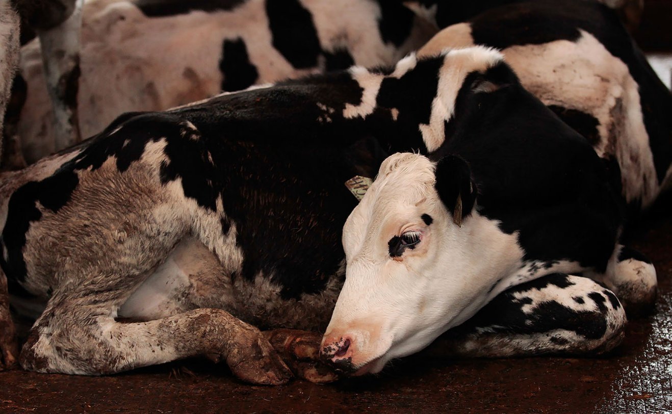 Clostridiosis en bovinos causas, síntomas, diagnóstico, tratamiento y