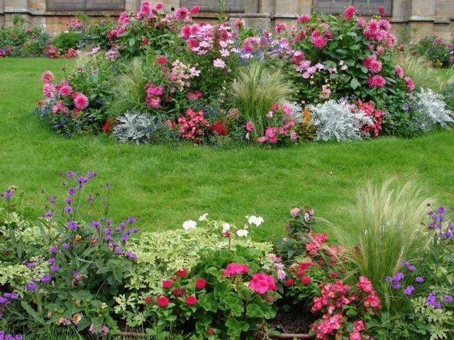 Flerårige blomsterbed