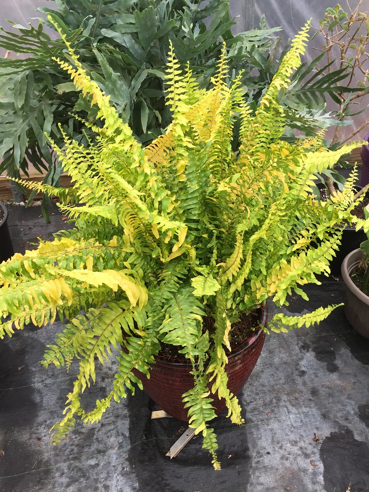 30+ Types of Indoor and Outdoor Ferns with Pictures