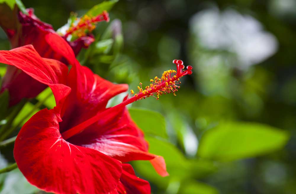 Hibiscus Care Tips A Complete Guide For Growing This Beauty!