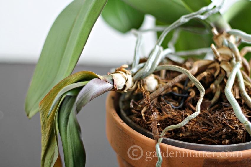 Growing and Repotting Orchids Garden Matter