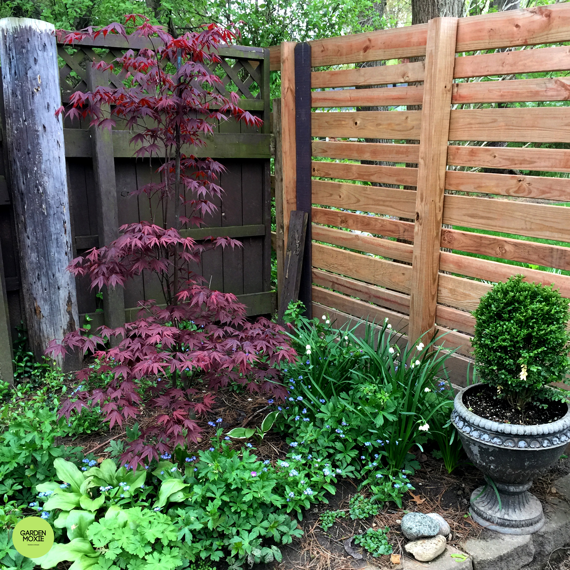 Japanese Maple Bloodgood