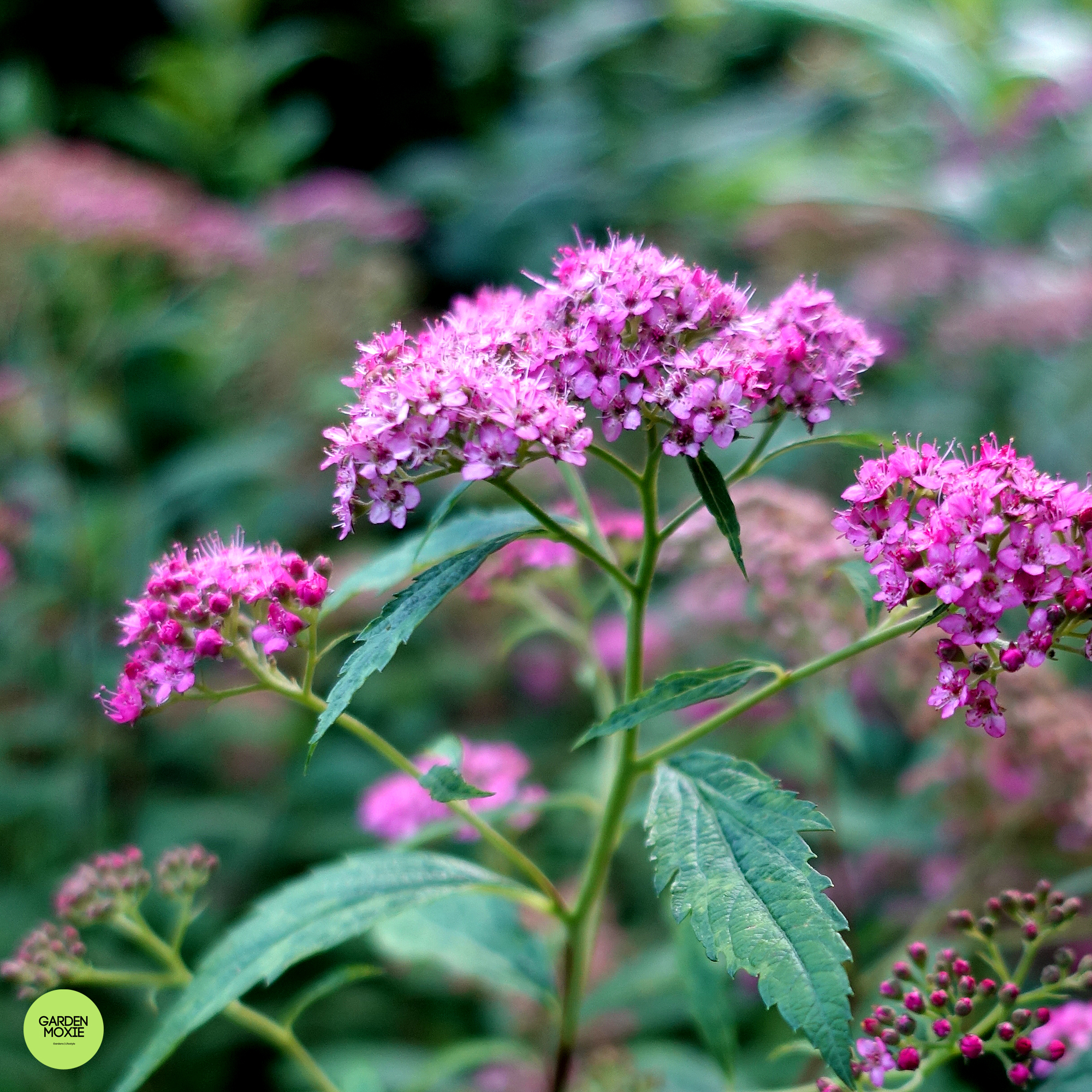deer resistent Japanese Spirea