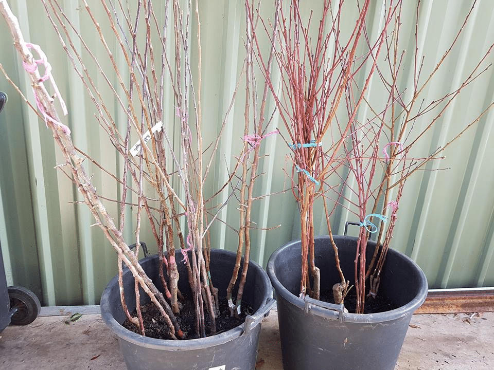 Pug Fruit Trees to Keep Them Small Garden of Luma