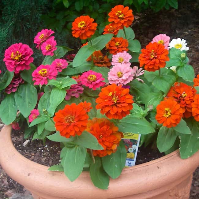 Best Annual Flowers For Full Sun Growing Annual Flowers in Containers