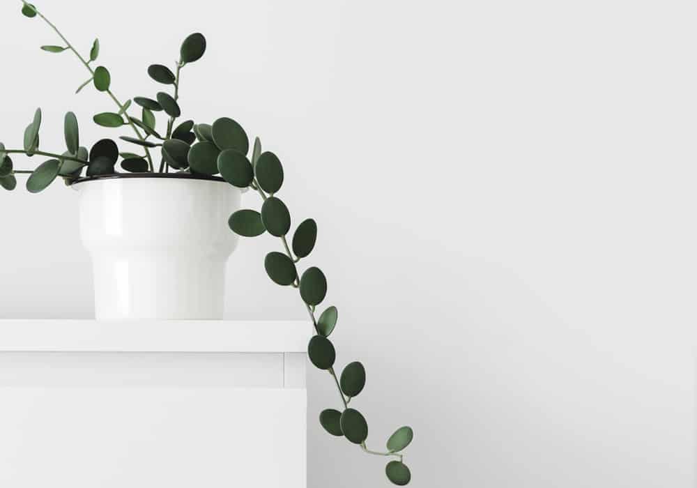 Xerosicyos Danguyi 'Silver Dollar Vine' Care Guide (2024) Garden Pals