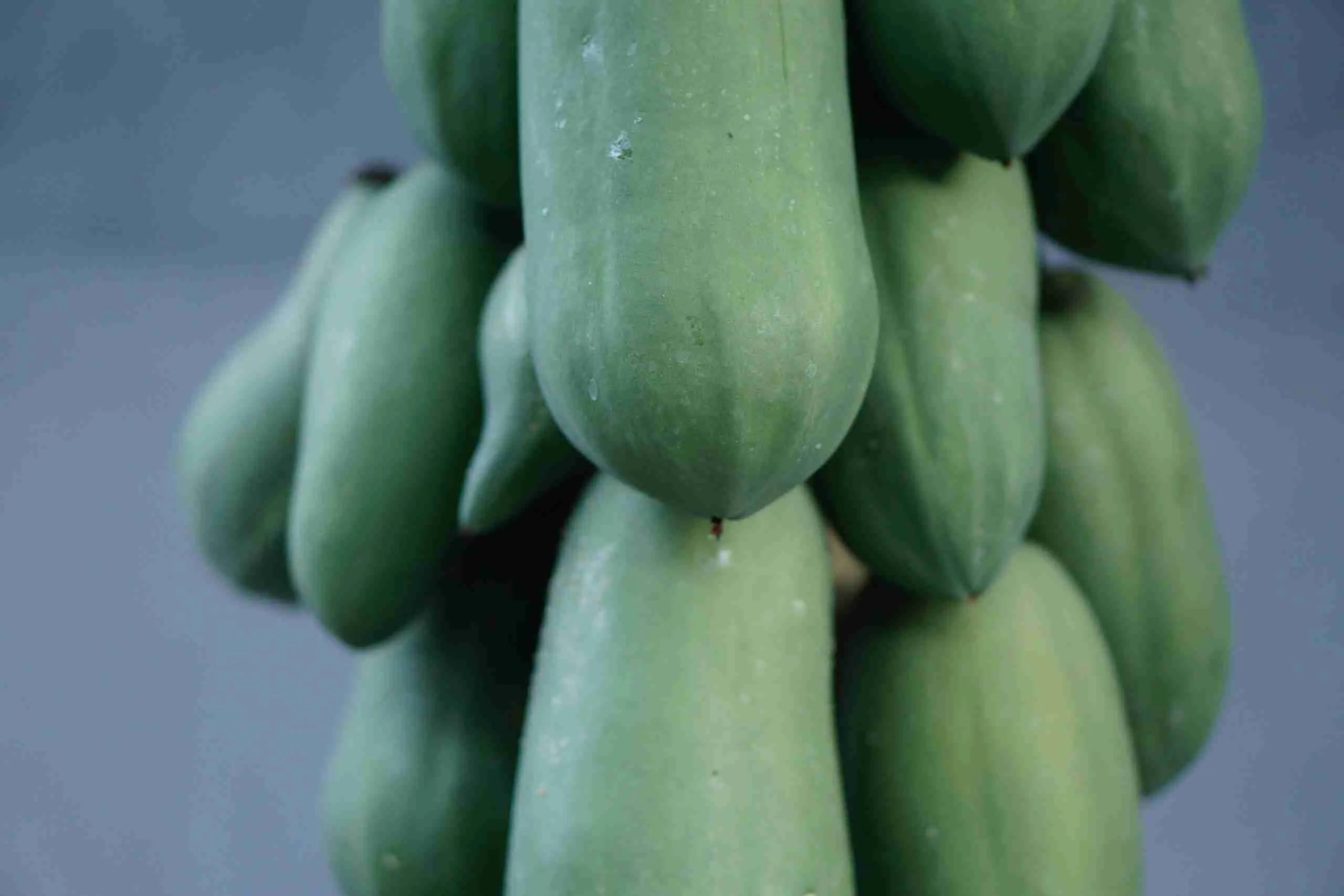 Growing Papayas In Pots