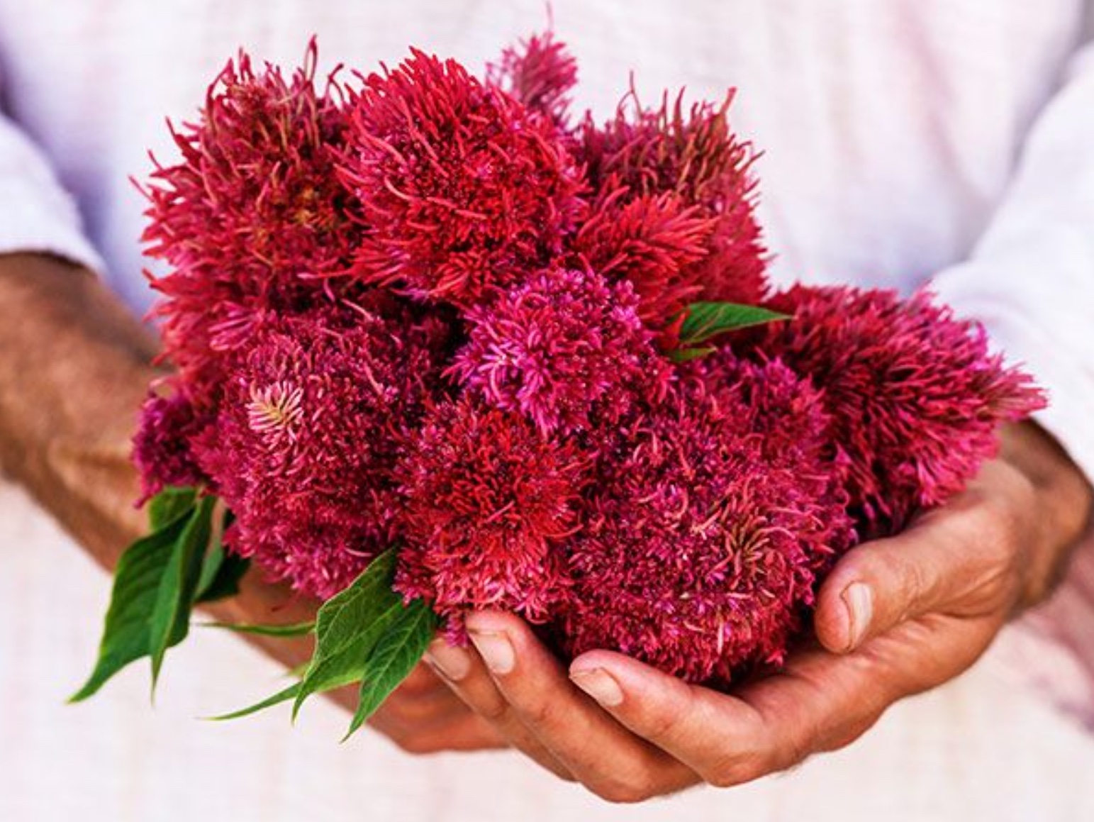 Flowers for 2021 « Gardenpoiesis Adventures of a Naturalist