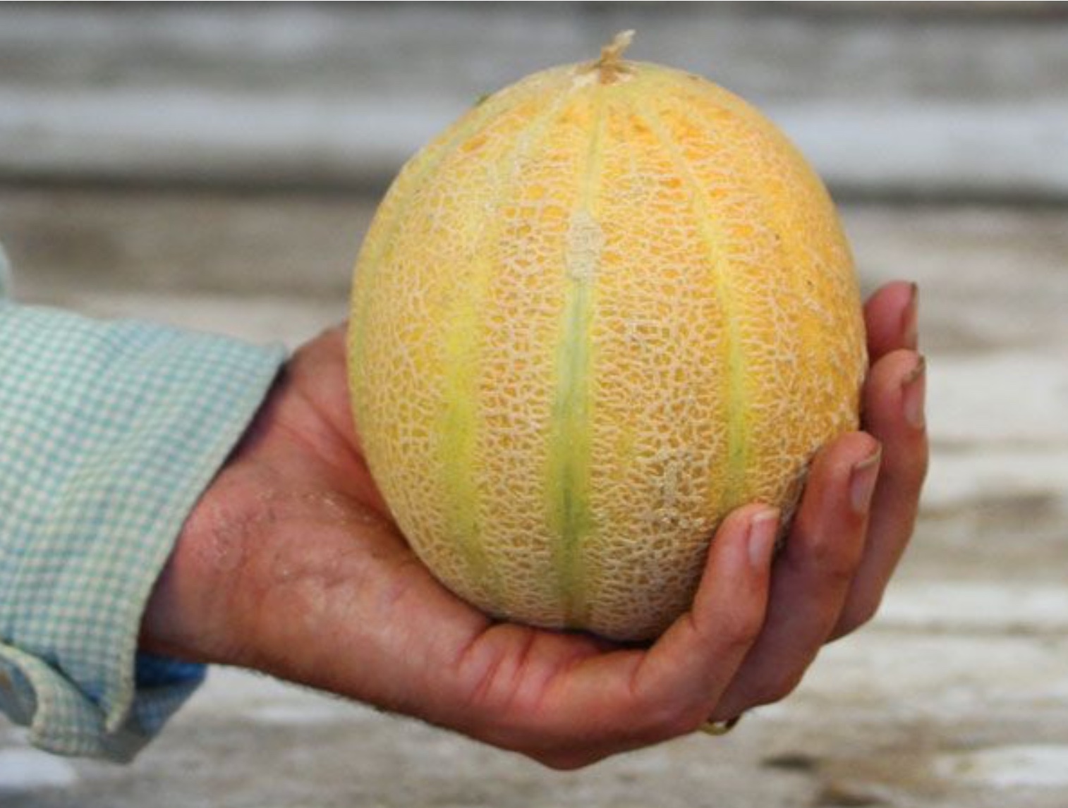 Minnesota Midget Melon « Gardenpoiesis Adventures of a Naturalist