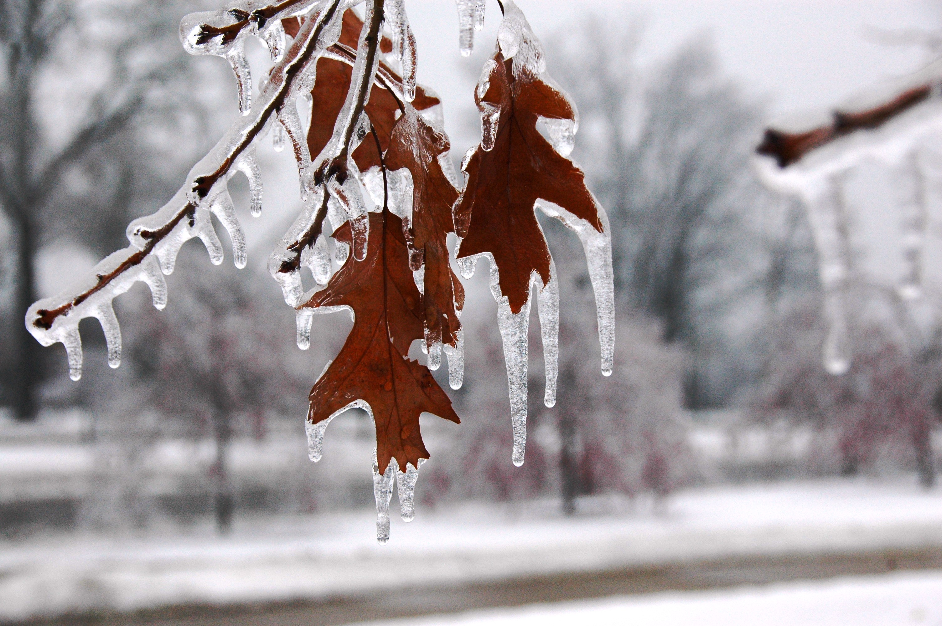 weather – The Garden Professors™