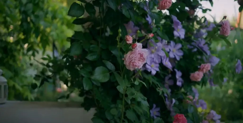 Garden Roses vs. Roses What’s the Difference? GardenProfy